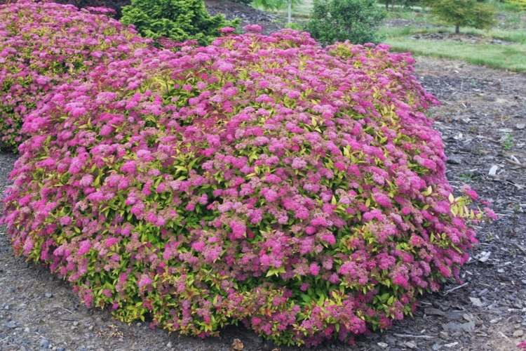 kvitnúce kríky-spiraea-japonica-čarovný-koberec-okrasný ker