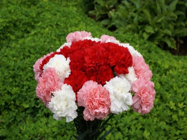 kytica čerstvých kvetín vonku záhradná dekorácia pestrá kytica karafiátu kytica svieža vonku záhrada