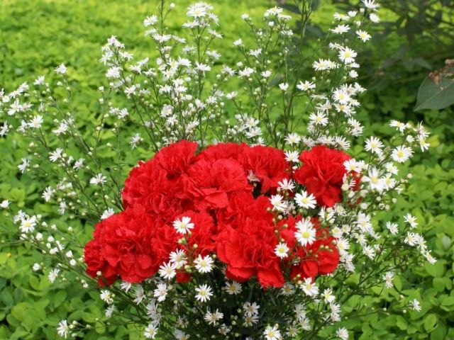 láska vášeň prejav náklonnosti príroda vône nápady klinčekový klinček hlboká láska vášeň vyjadrovať náklonnosť