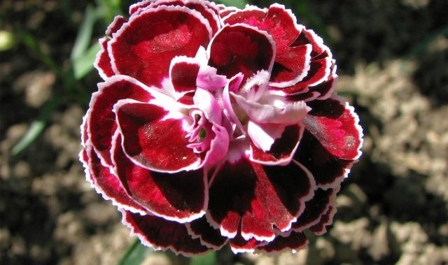 karafiát záhrada exteriér nápady interiéru tipy červená kvetinová záhrada exteriér nápady interiéru tipy červená