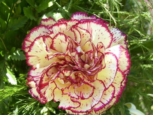 karafiát kvetinový krémový nemôžem byť s tebou fialová kombinácia pruhovaná nemôžem byť s tebou