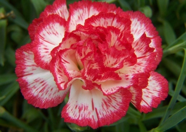 karafiát kvetov krásna vôňa jarná dlhá história vôňa jar dlhá história Rimania Grécko dekorácia