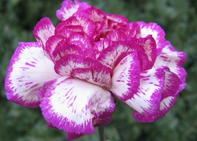 kvetinový karafiát pruhovaný nemôžem byť s tebou pruhované nemôžem byť s tebou, to znamená