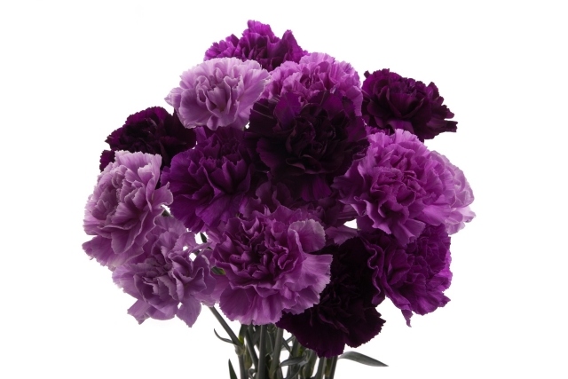 karafiát kvet tmavý purpurový rôzne nuansy nápady fialová rôzne nuansy hlboká večná milostná náklonnosť