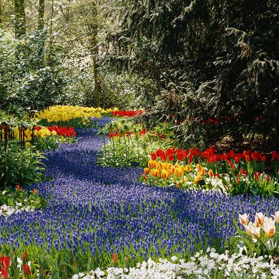 Obrázky jarných kvetov