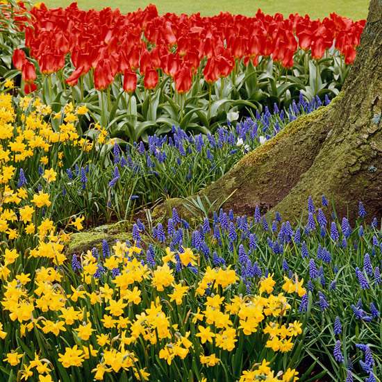 Vytvorte holandskú záhradu