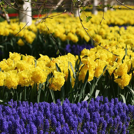 Jarné záhradné kvety