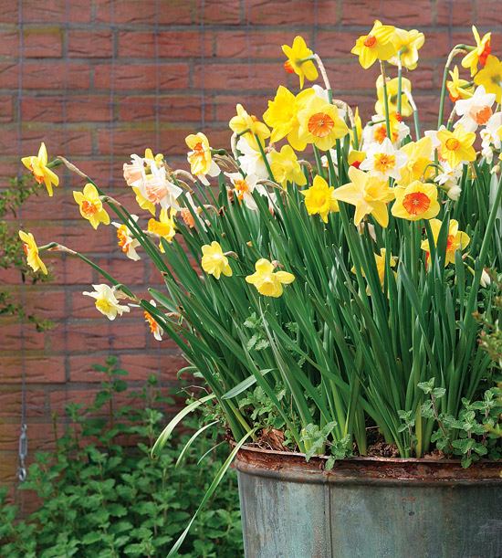 čerstvé jarné kvety