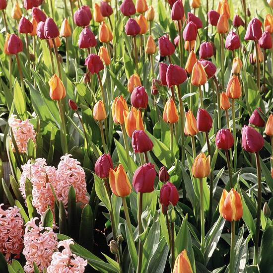 farebné tulipány-purpurové oranžové farby