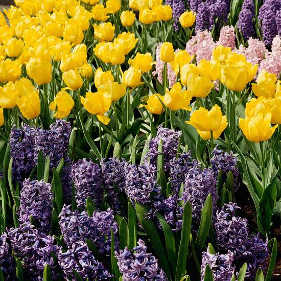 Lilac žltá záhrada tulipánov