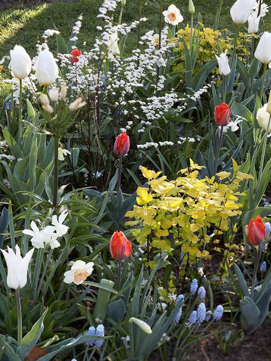 nápad na dizajn farebných kvetov