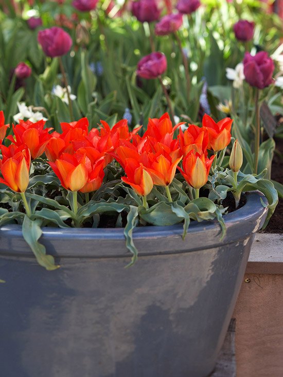 Záhradné kvety v kvetináči