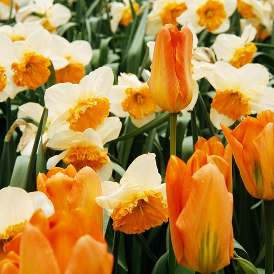 dvojfarebný dizajn kvetinovej záhrady