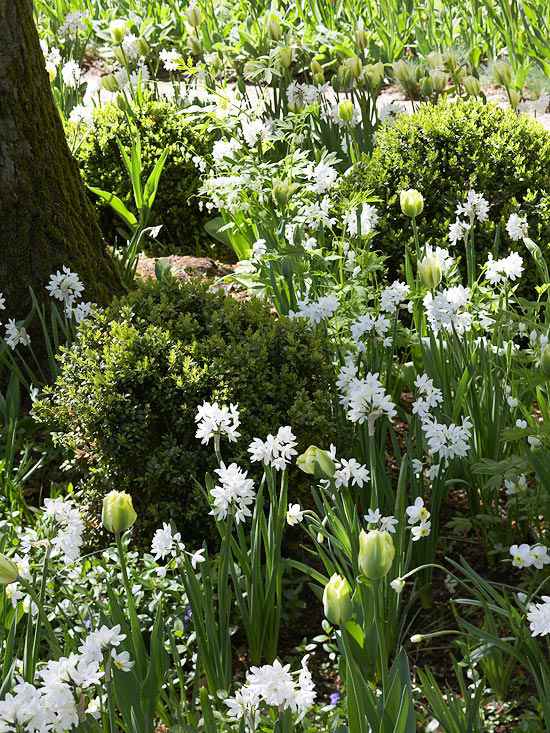 krásne záhradné biele kvety