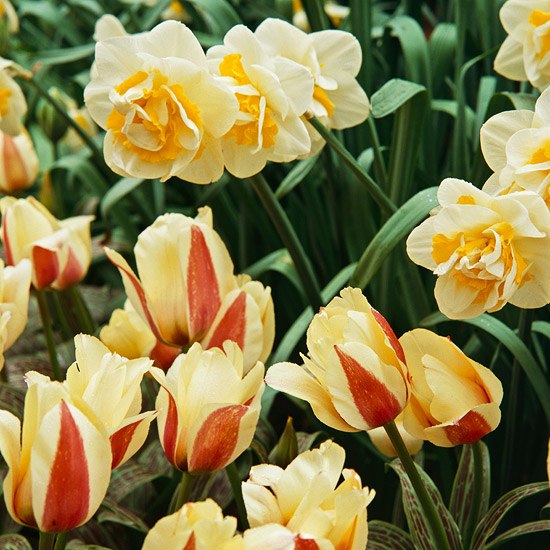 nápad na dekoráciu oranžovo žltých tulipánov