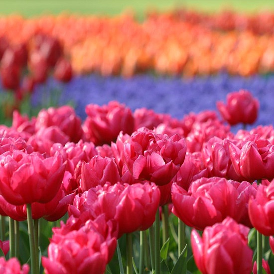 záhradný dizajn ružového tulipánu