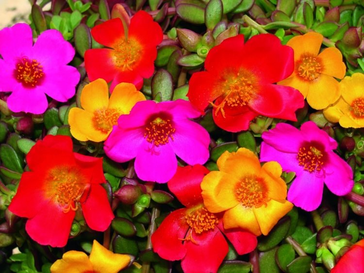 kvety-slnko-portulaka-semená-výsadba-outdoor-inšpirácia