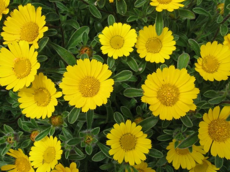 kvety-slnko-goldtaler-záhrada-dizajn-juh-nápad