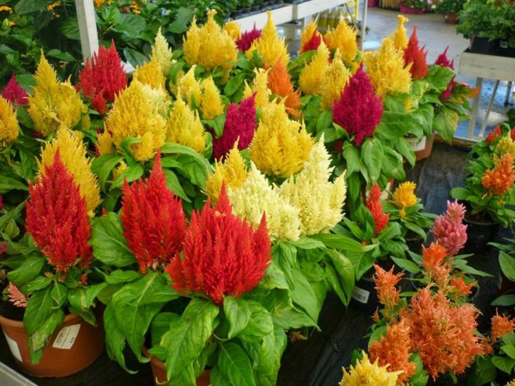 kvety pre slnko značkychopf-červeno-žlté farby