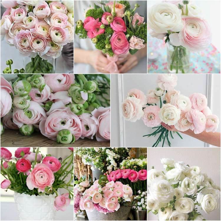 Kvety Ranunculus svadba jar apríl máj jún