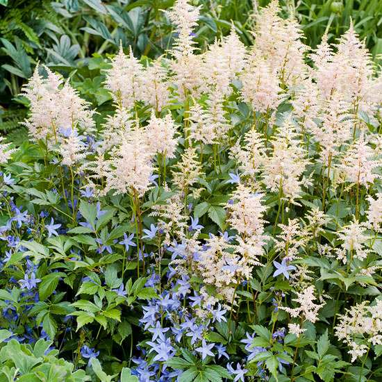 Vytváranie kvetov v záhrade výsadba záhradnícke tipy