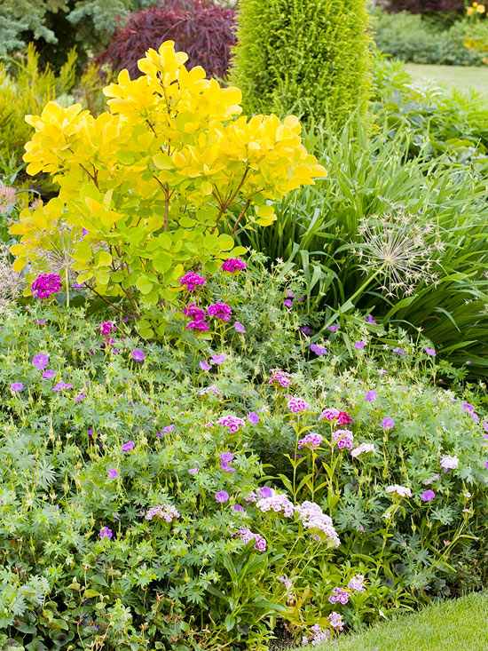 Kvety v záhradnom výsadbe záhradný dizajn