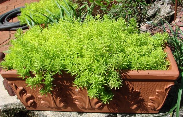 rastlina zelená nápady tipy starostlivosť dizajn krásny svieži