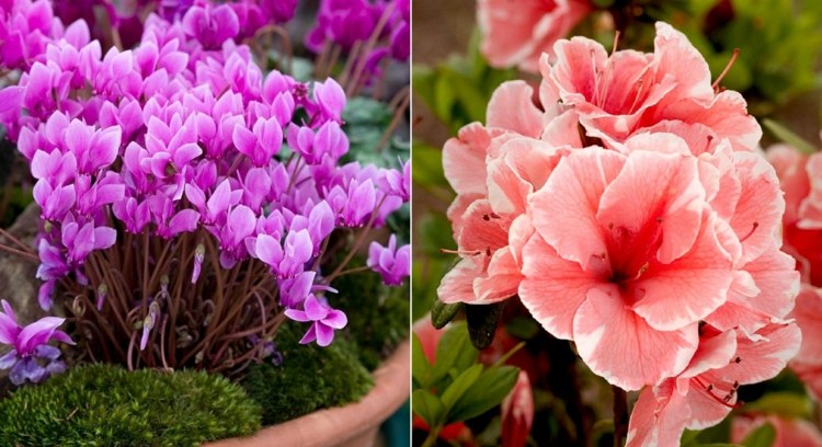 Druhy kvetov uvádzajú cyklámeny v ružovej farbe a azalky v lososoch