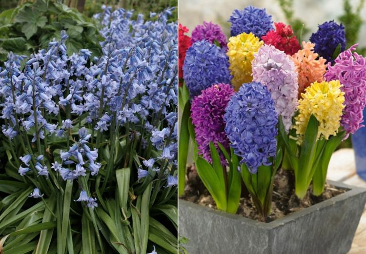 Do záhrady vysaďte voňavé zajačie zvony a hyacinty ako zvestovatelia jari