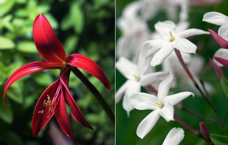 exotické rastliny na záhradný záhon s ľaliovkou a jazmínom