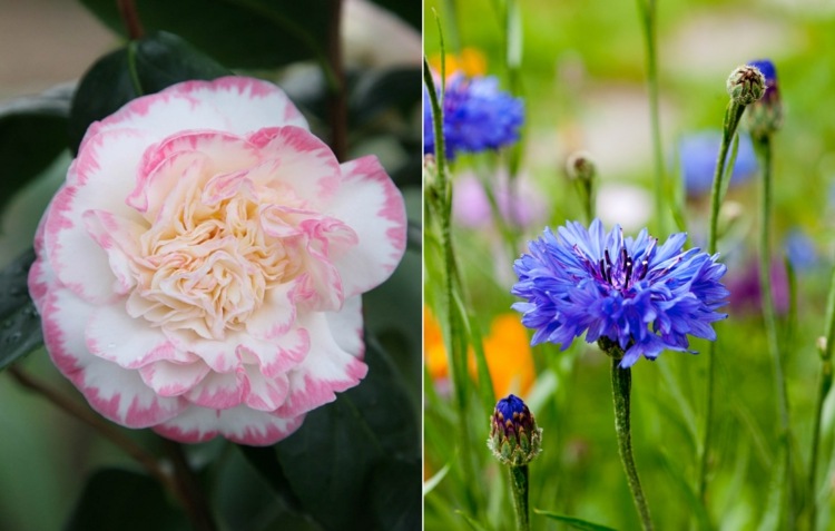 Kamélia a nevädza v zozname s tipmi na starostlivosť a obrázkami