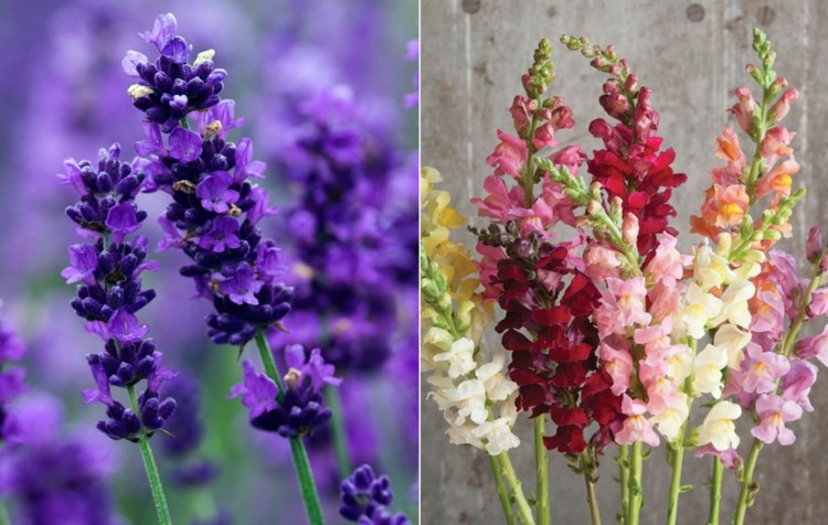 Starajte sa poriadne o romantickú levanduľu a vňať v rôznych farbách