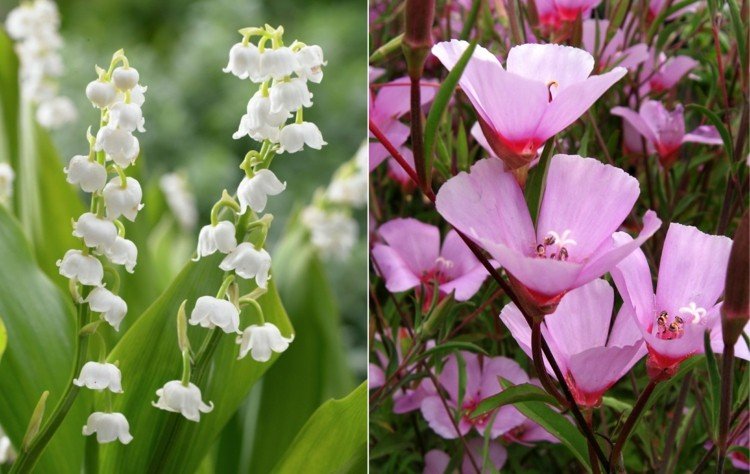 Konvalinka a mandľová ruža ako ľahko udržiavateľné kvety v posteli