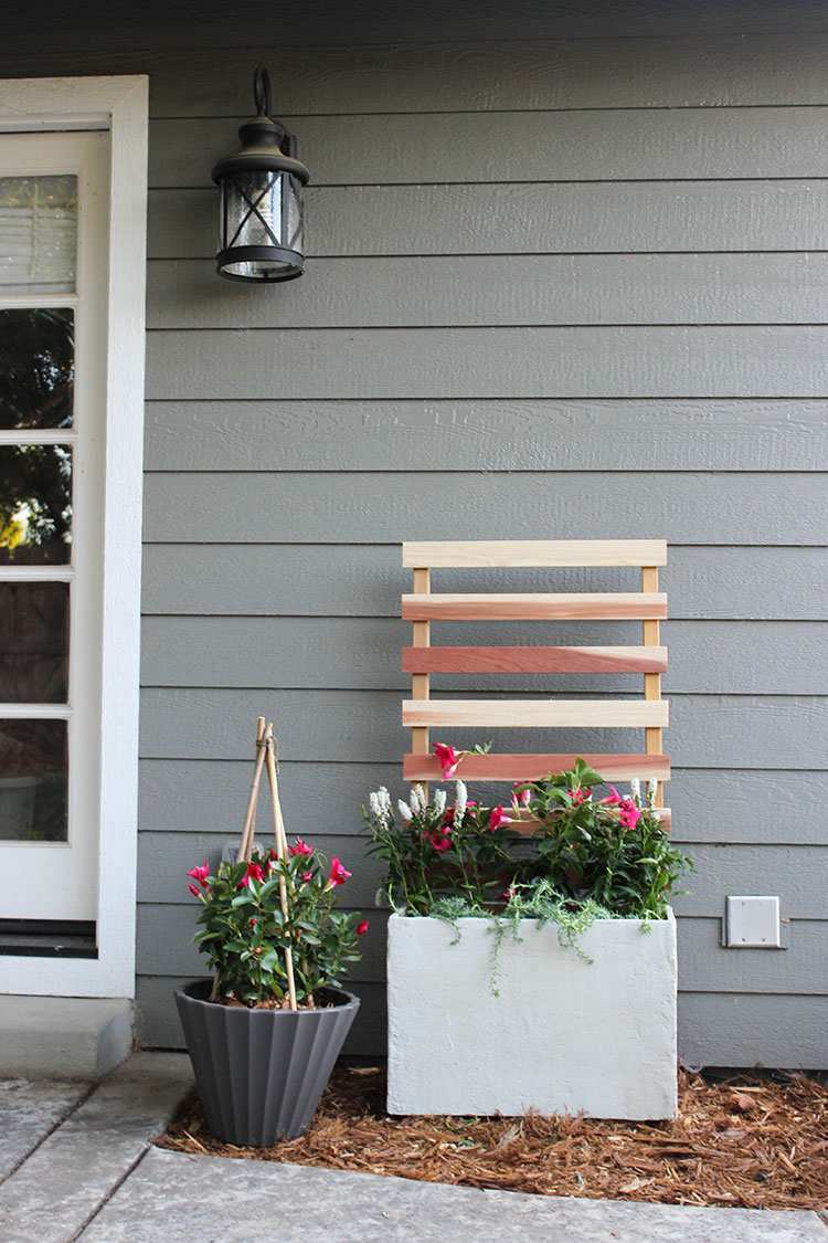 kvetinový box-mreže-rastliny-lezenie-box-betón-purpurová-trúbka-kvet