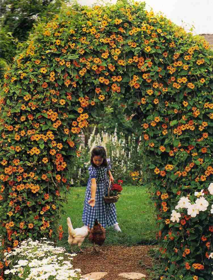 flower-box-trellis-rastliny-šplhanie-box-arch-black-eyed-susanne