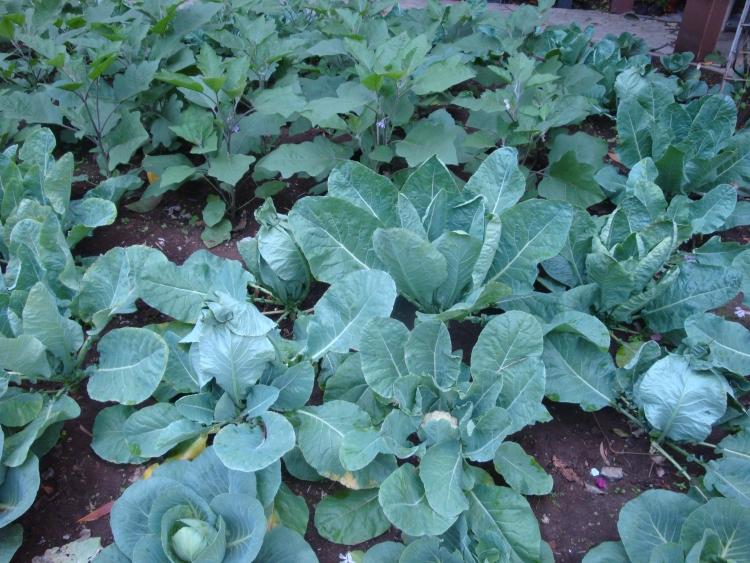 Pestovanie karfiolu v záhrade-tipy