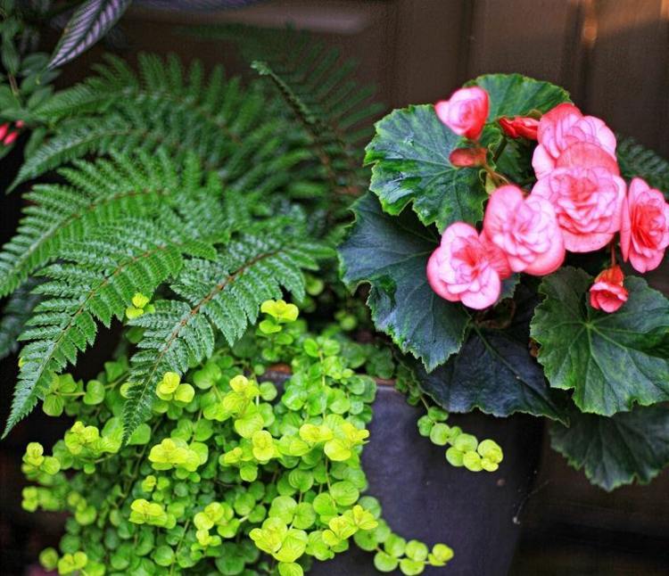 kvetináč-papradie-tieň-bob-vlasy-tvrdo pracujúce-rúno-ružové-nápad-dizajn