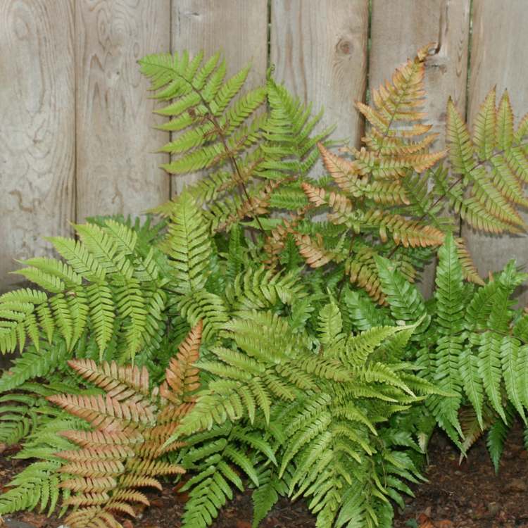 kvetináč-papradie-odtieň-červený závoj-papradie-obliečka-nápad-mix-rastliny