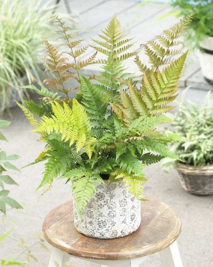 kvetináč-papradie-odtieň-červený závoj-papraď-dryopteris-erythrosora-terasa-balkón