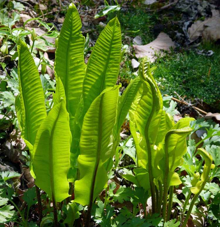 kvetináč-papraď-tieň-jeleň-jazyk-papraď-jednokvetý-aranžér-kvetináč