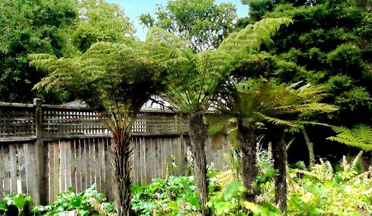 Kvetinové kapradiny pre strom tieňa papraď-dicksonia-squarrosa-exotická