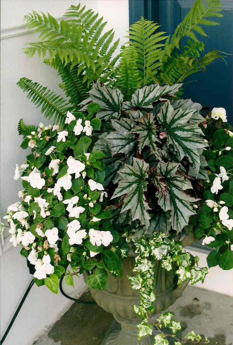 kvetináč-papradie-za-odtieň-aranžmán-nápad-tvrdo pracujúce-fleece-biele