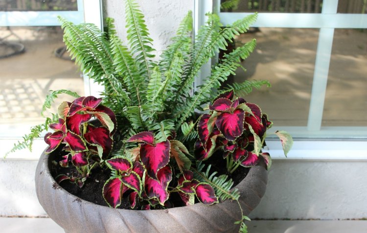 Kvetinové kapradiny pre tieň, textúra listov kvetináča