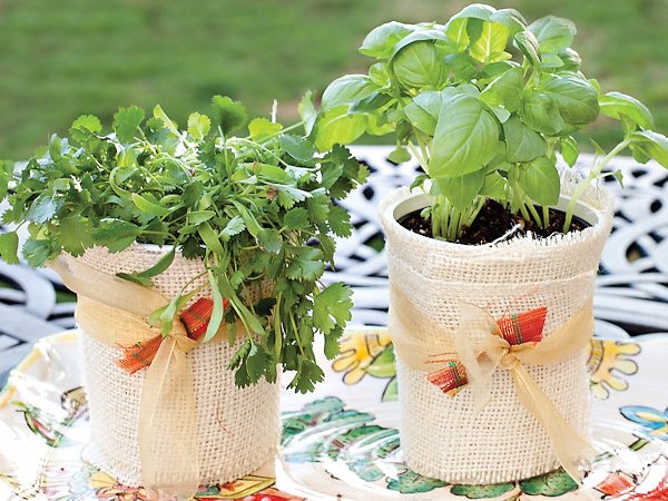 DIY bazalka kvetináč upcyklovaná bylinková záhrada DIY bazalka kvetináč bylinková záhrada