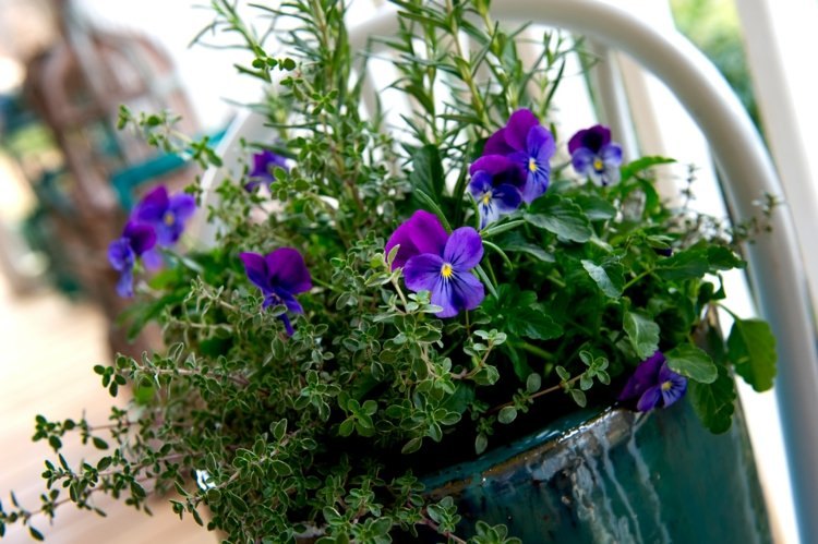 Kvetináče v záhrade nápad na kombináciu purpurovej macešky
