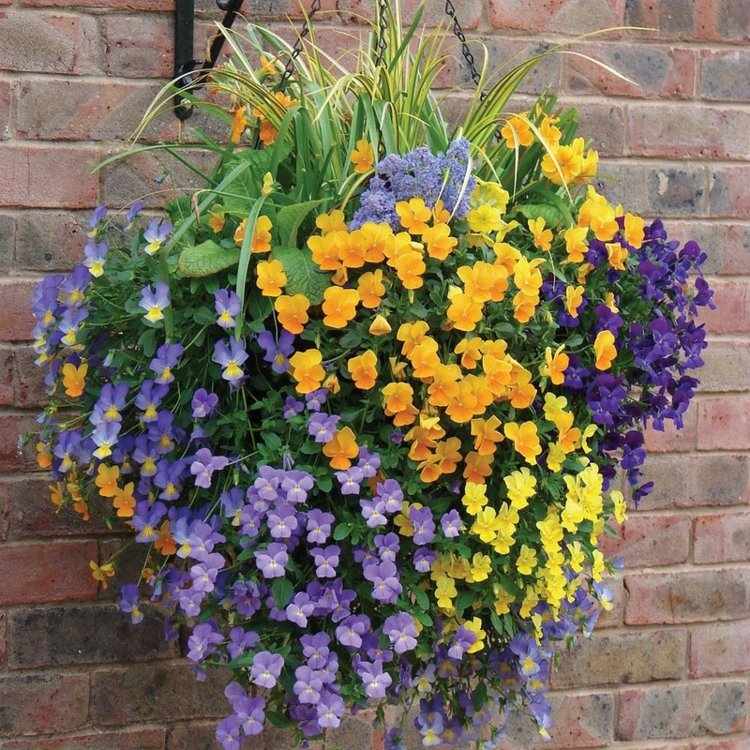 Kvetináče v záhrade visia-maceška-žlto-fialová