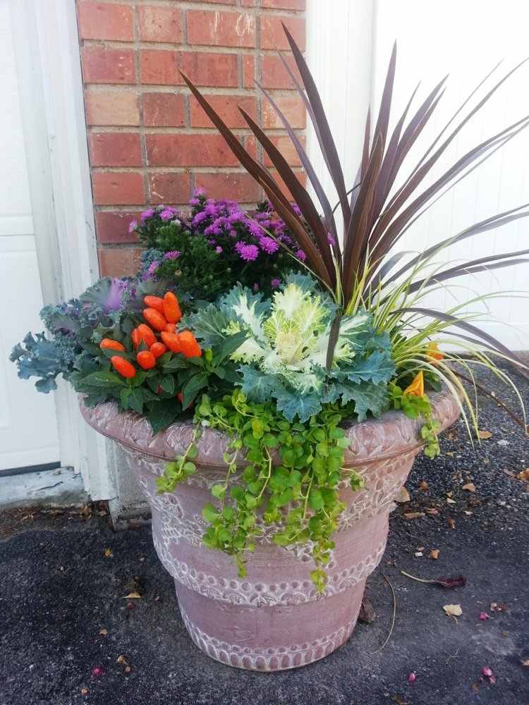 kvetináče-záhradná výsadba-okrasné rastliny-graeser-kapusta-stredozemná-originál