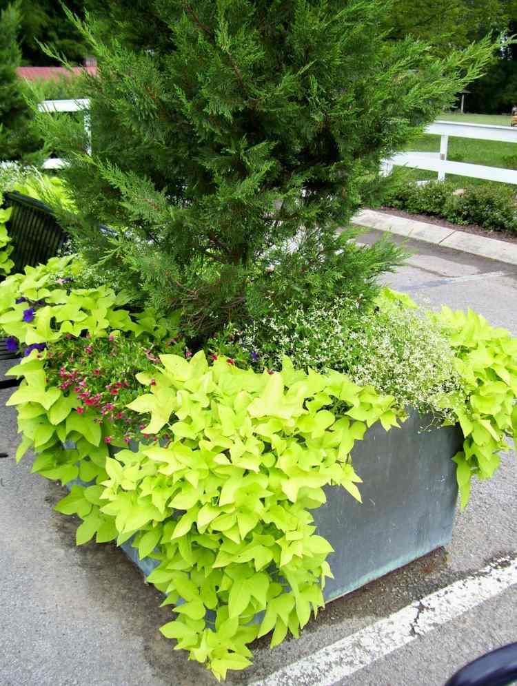 kvetináče-záhradná výsadba-veľký-vždyzelený-stredný-žihľava-dekorácia