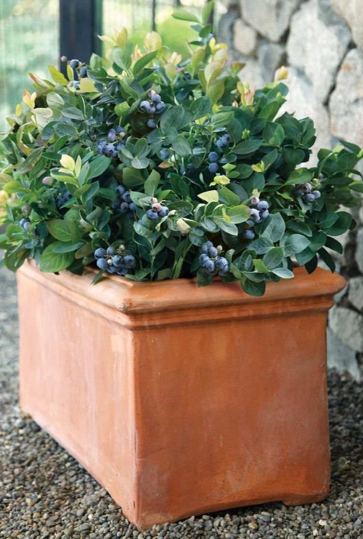 kvetináče vonkajšie kvetináče pokyny k veľkosti trpasličí čučoriedky