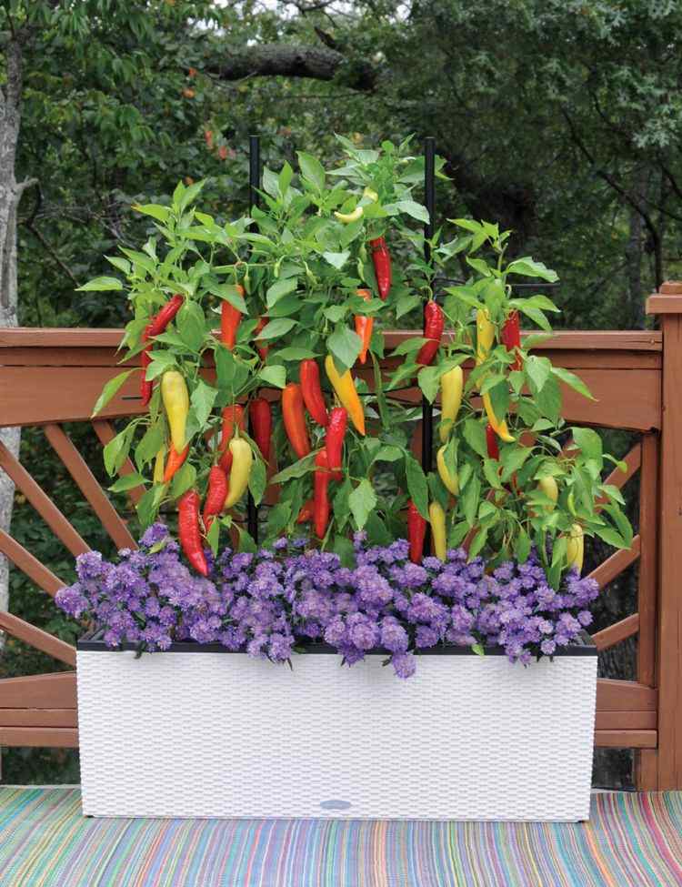 kvetináče na kvetináče mimo jedlej papriky